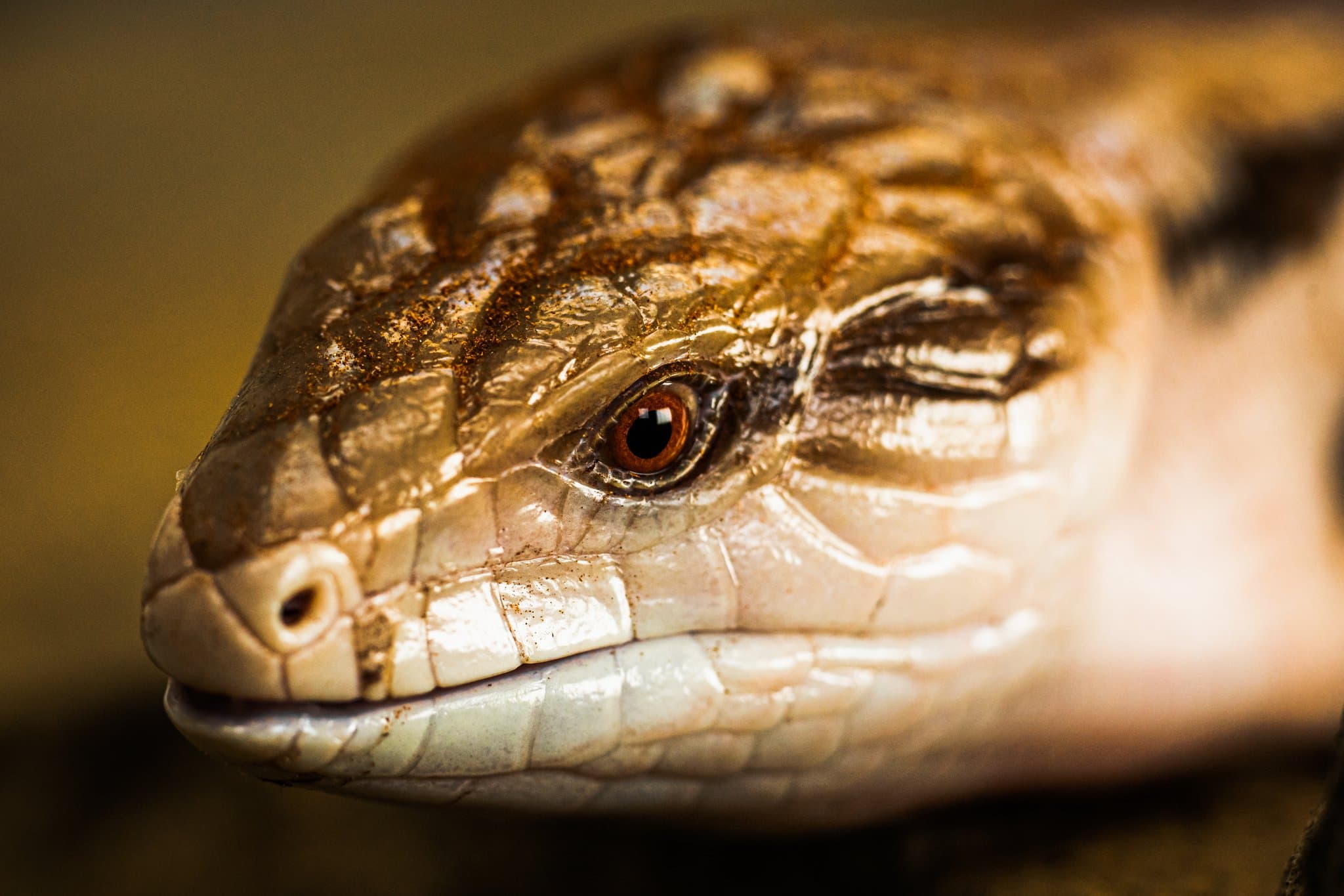 Toaster Strudel the Blue-tongued Skink