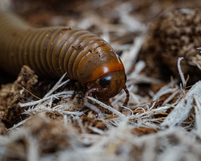 Hank the Smokey Ghost Millipede