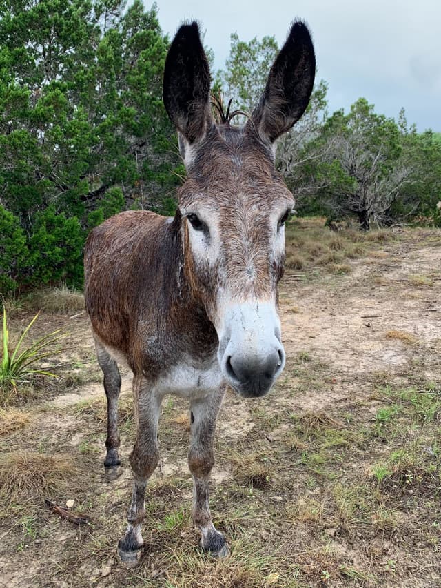 Serrano the Domestic Donkey