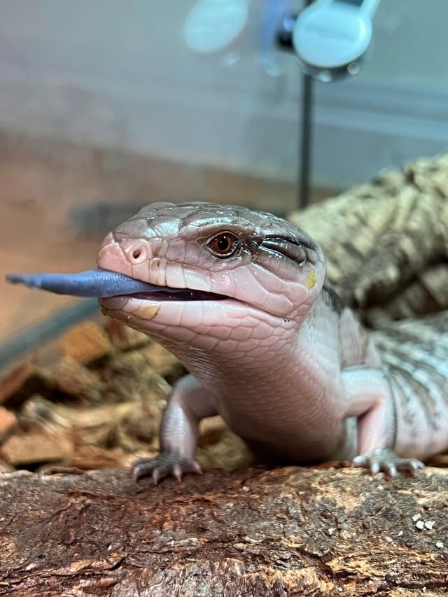 Toaster Strudel the Blue-tongued Skink