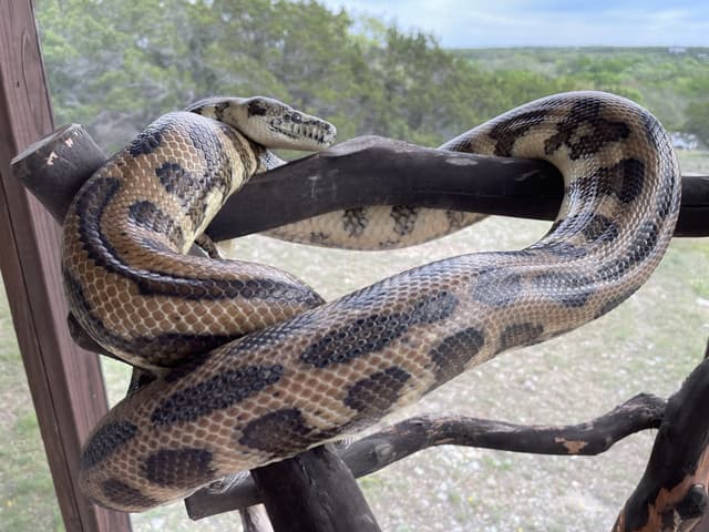 Noodle the Carpet Python