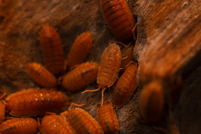 BB the Spanish Orange Isopods