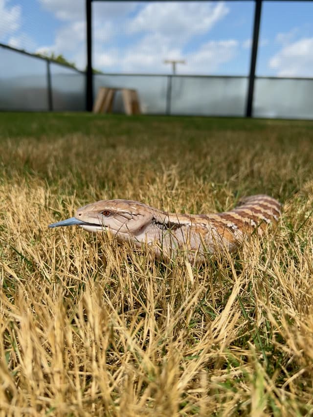 Toaster Strudel the Blue-tongued Skink