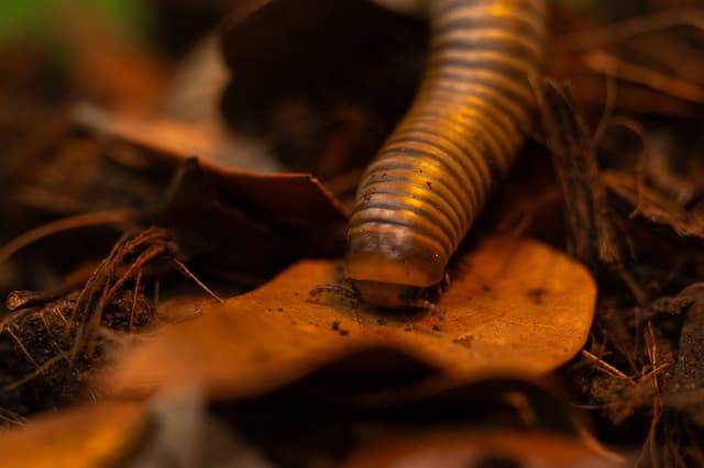 Hank the Smokey Ghost Millipede