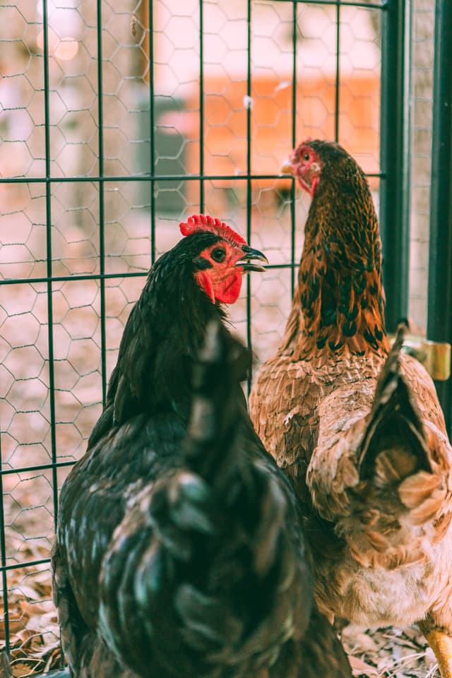 Henrique the Half Dark Brahma, Half Saipan Chicken