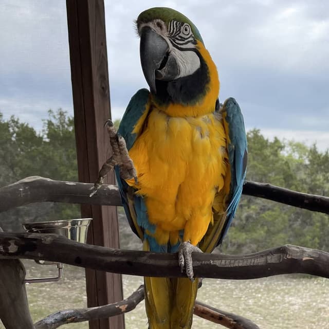 Tico the Blue and Gold Macaw