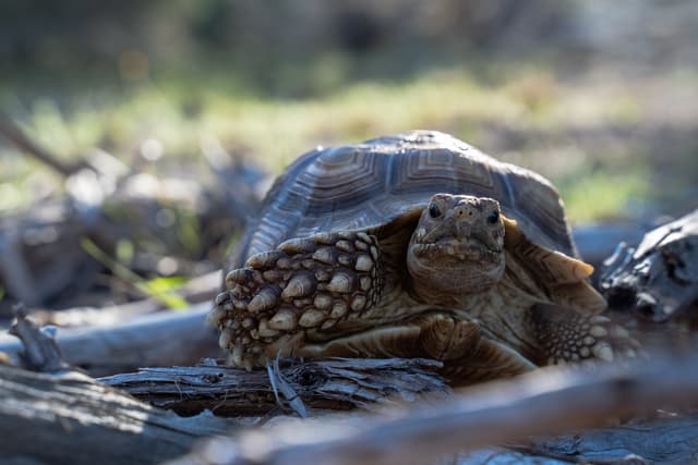 Push Pop the Sulcata Tortoise