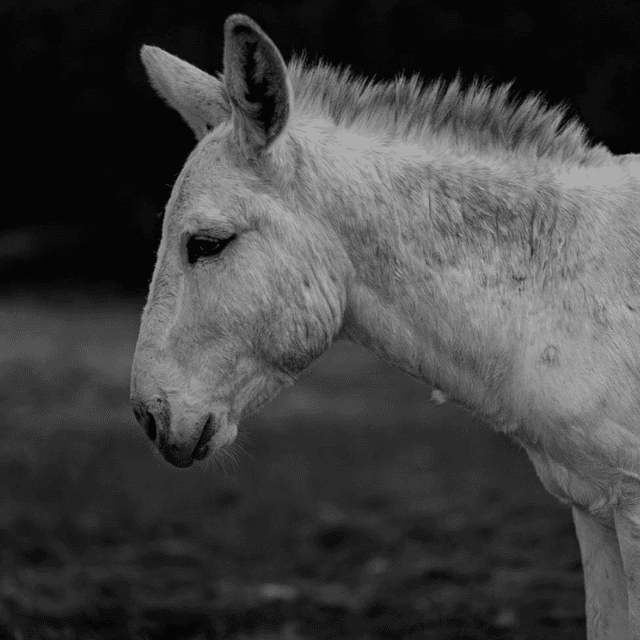 Jalapeño the Domestic Donkey