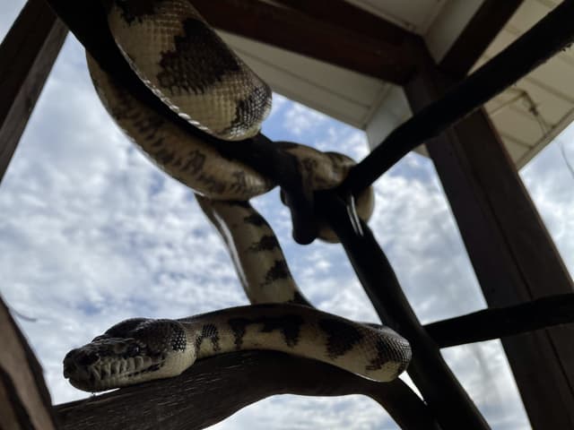 Noodle the Carpet Python