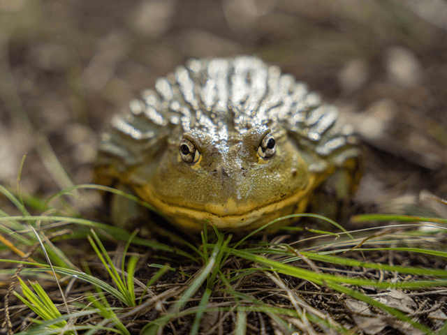 Georgie the African Bullfrog