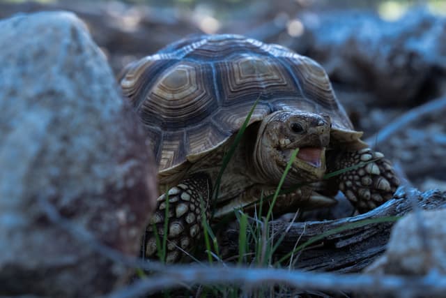 Push Pop the Sulcata Tortoise