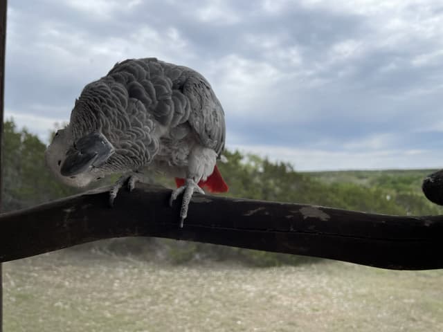 Mia the African Grey