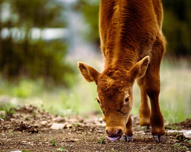 Winnie the Red Angus Beef Cow